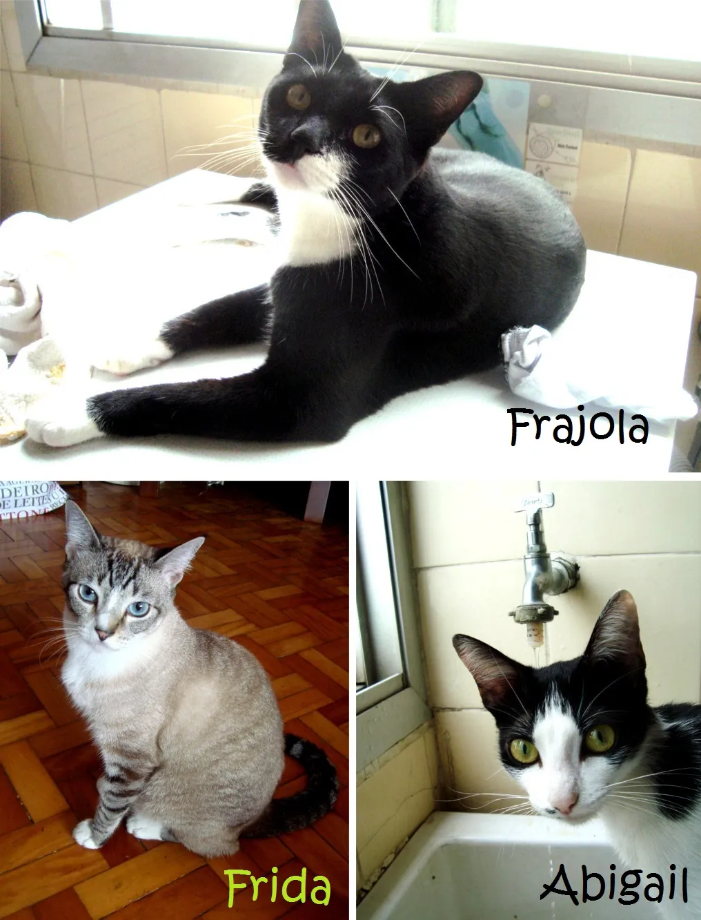 Abigail, Frida e Frajola, gatinhos de Tayla