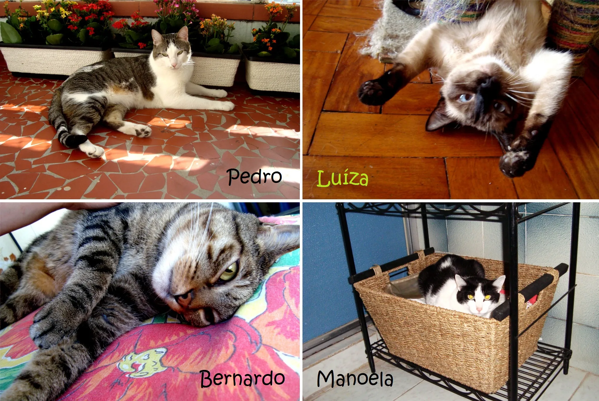 Bernardo, Manoela, Luíza e Pedro, gatinhos de Fernanda e Giuliano