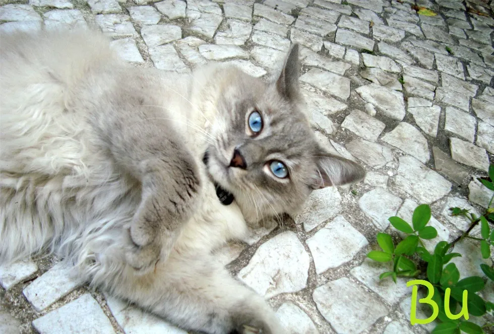 Bu, gatinho de Marcia, no jardim