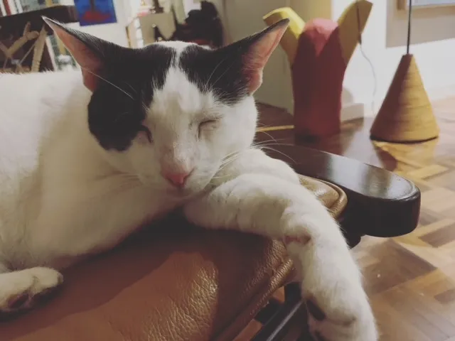 Gato branco e preto cochilando no braço da poltrona