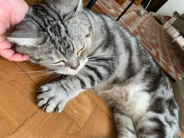 Gato rajado cinza deitado no piso de madeira
