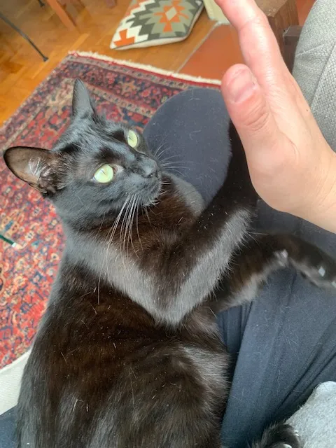 Gato preto no tapete olhando para cima
