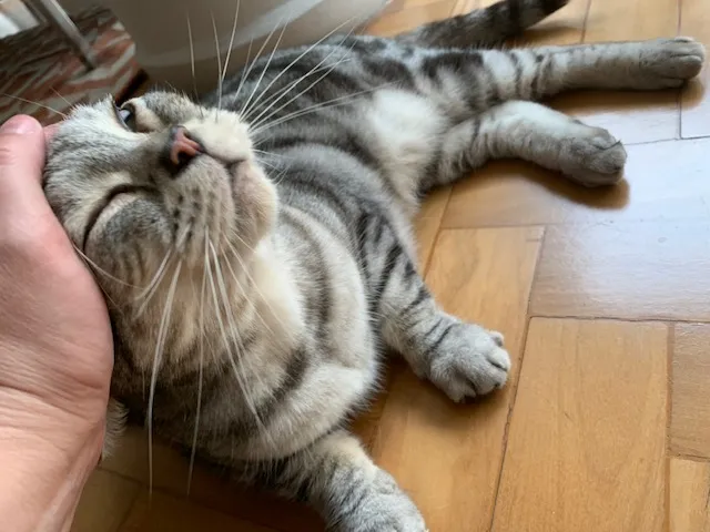 Gato rajado deitado de lado recebendo carinho
