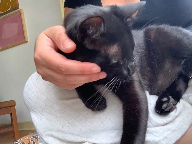 Mão fazendo carinho em um gato preto