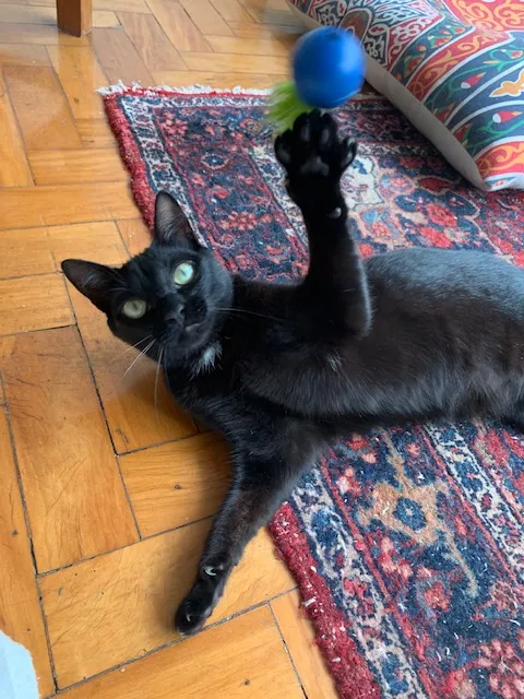 Gato preto brincando com uma bolinha azul no tapete