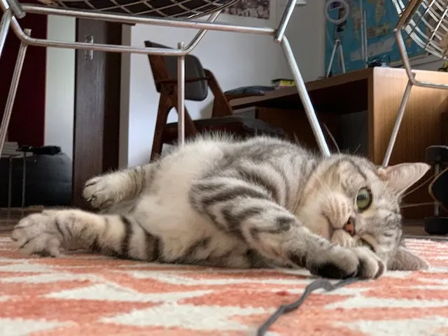 Gato rajado deitado no tapete