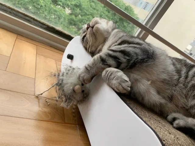Gato rajado no arranhador perto da janela