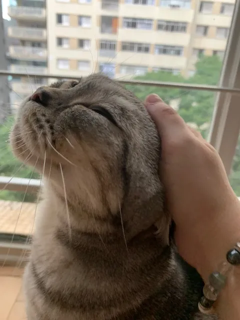 Gato na janela olhando os prédios de São Paulo