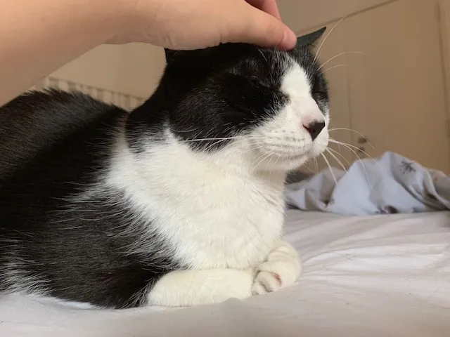 Gato preto e branco recebendo carinho na cabeça