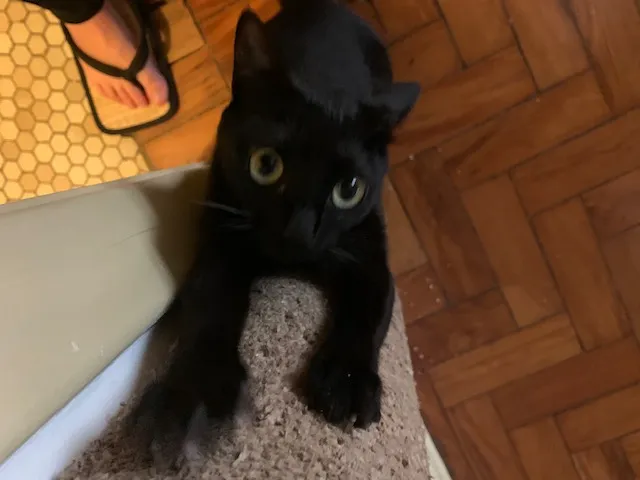 Gato preto olhando para cima, curioso