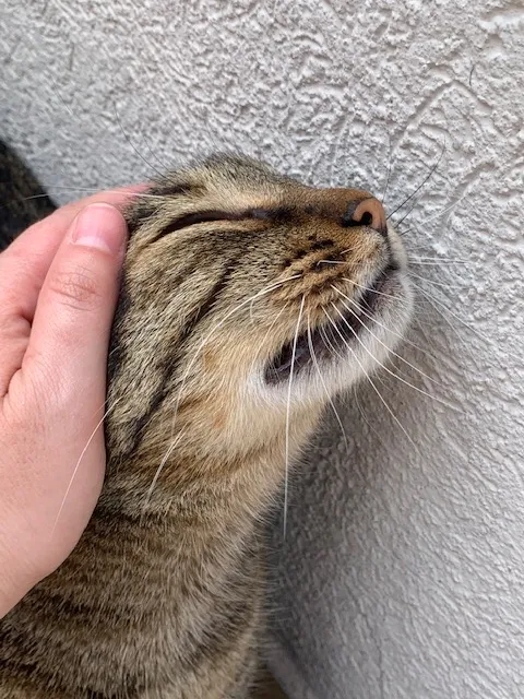 Gato cliente fotografado durante a visita