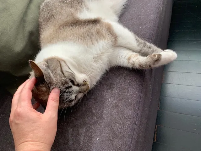 Gato branco e cinza deitado de costas, relaxado