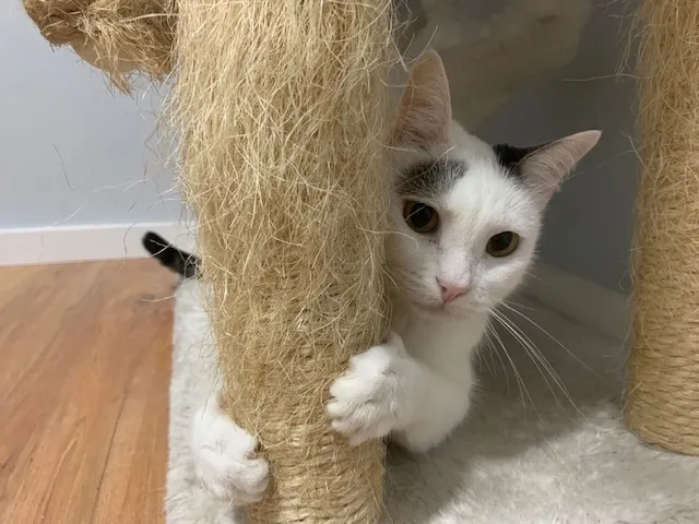 Gato branco espiando atrás do arranhador