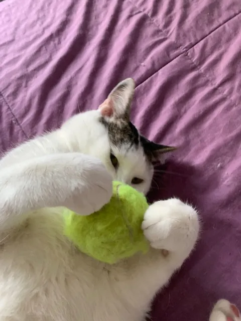 Gato branco brincando com uma bolinha verde
