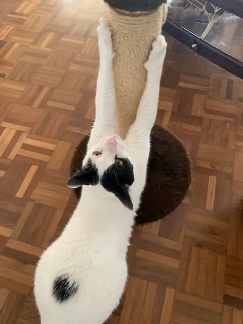 Gato branco e preto abraçado ao arranhador