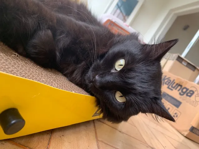 Gato preto deitado no arranhador de papelão