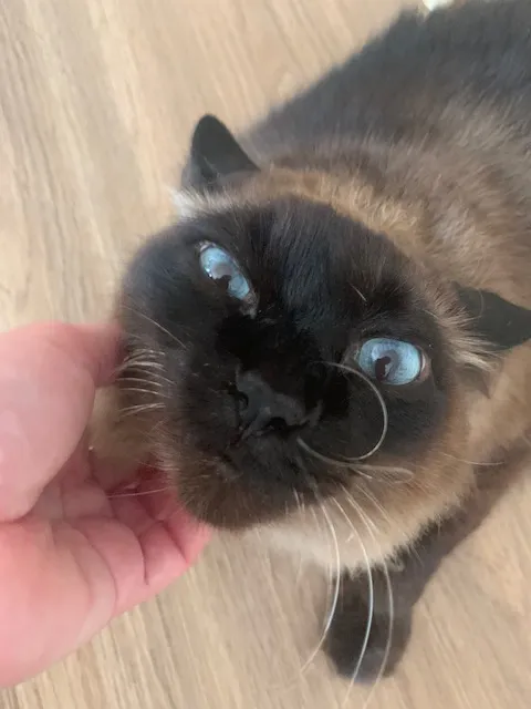 Gato siamês de olhos azuis recebendo carinho
