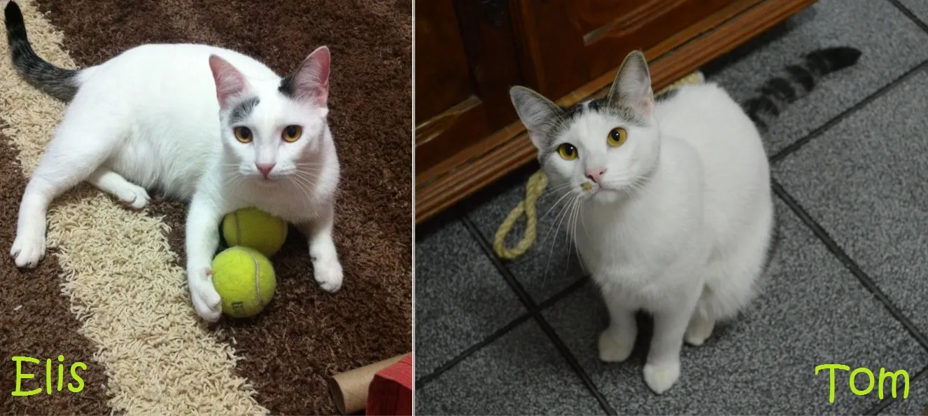 Elis e Tom, gatinhos de Cecília