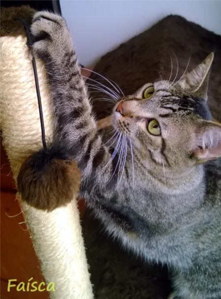 Faísca, gatinho de Mônica e família