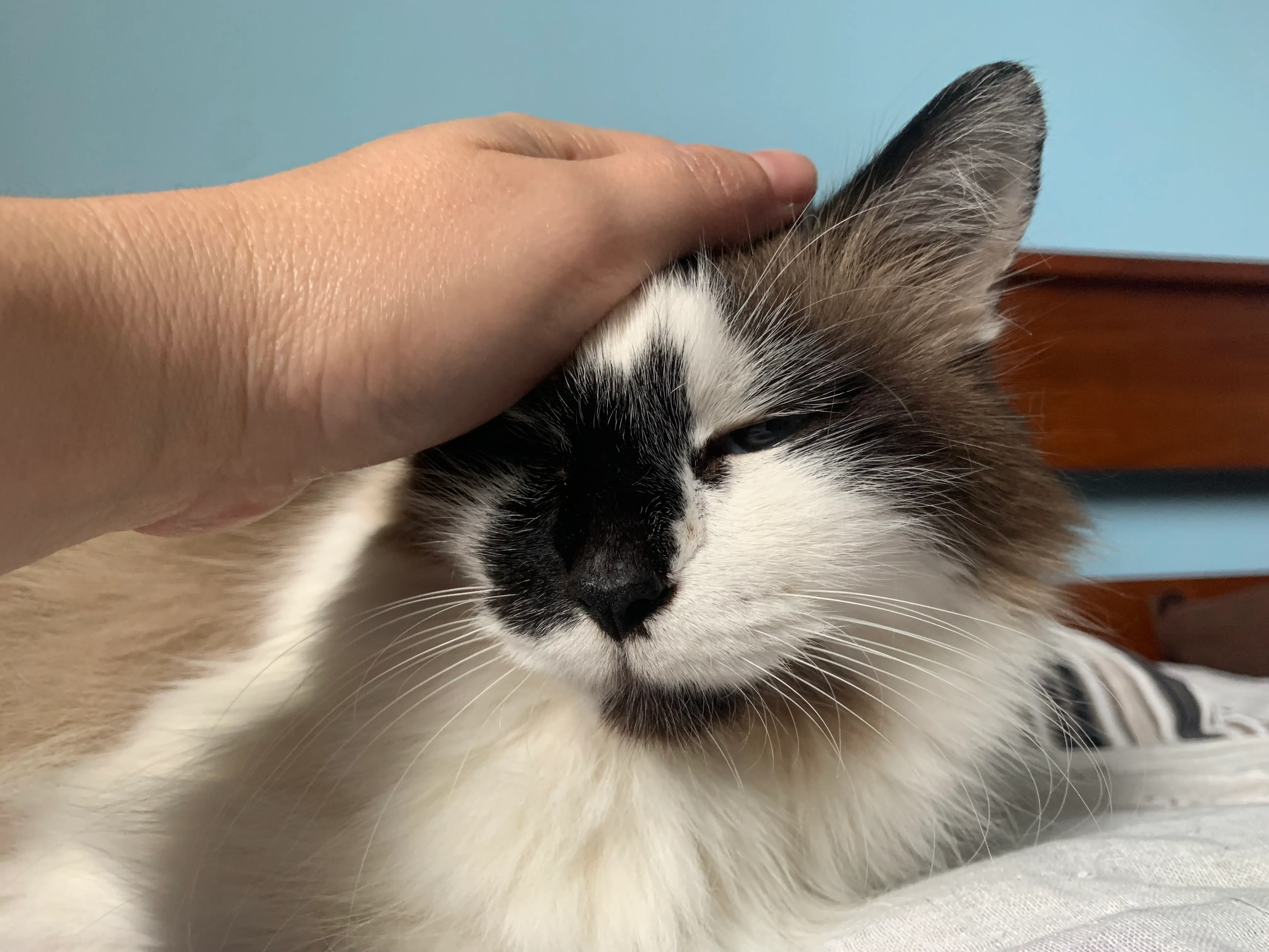 Mão fazendo carinho na cabeça de um gato