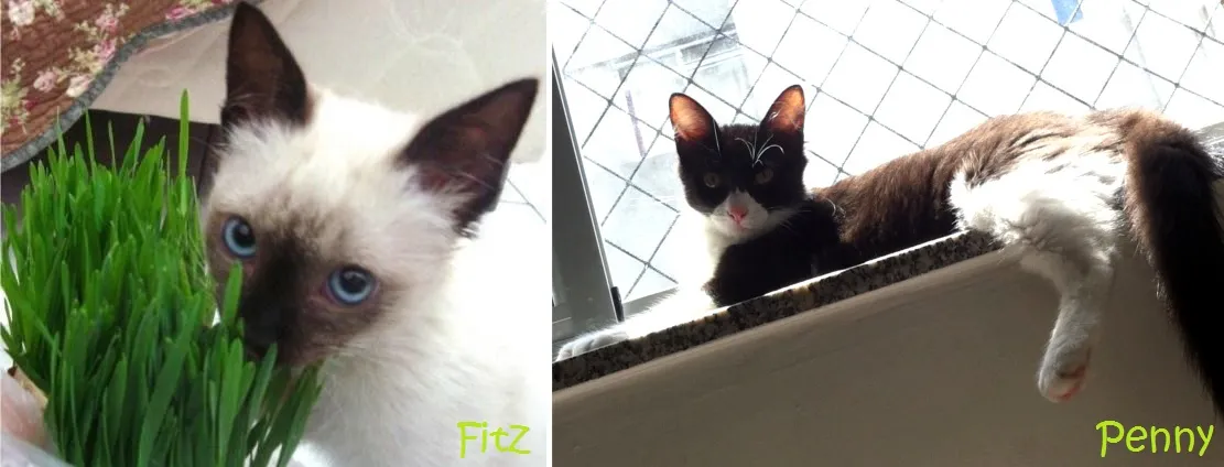Fitz e Penny, gatinhos de Rebeca