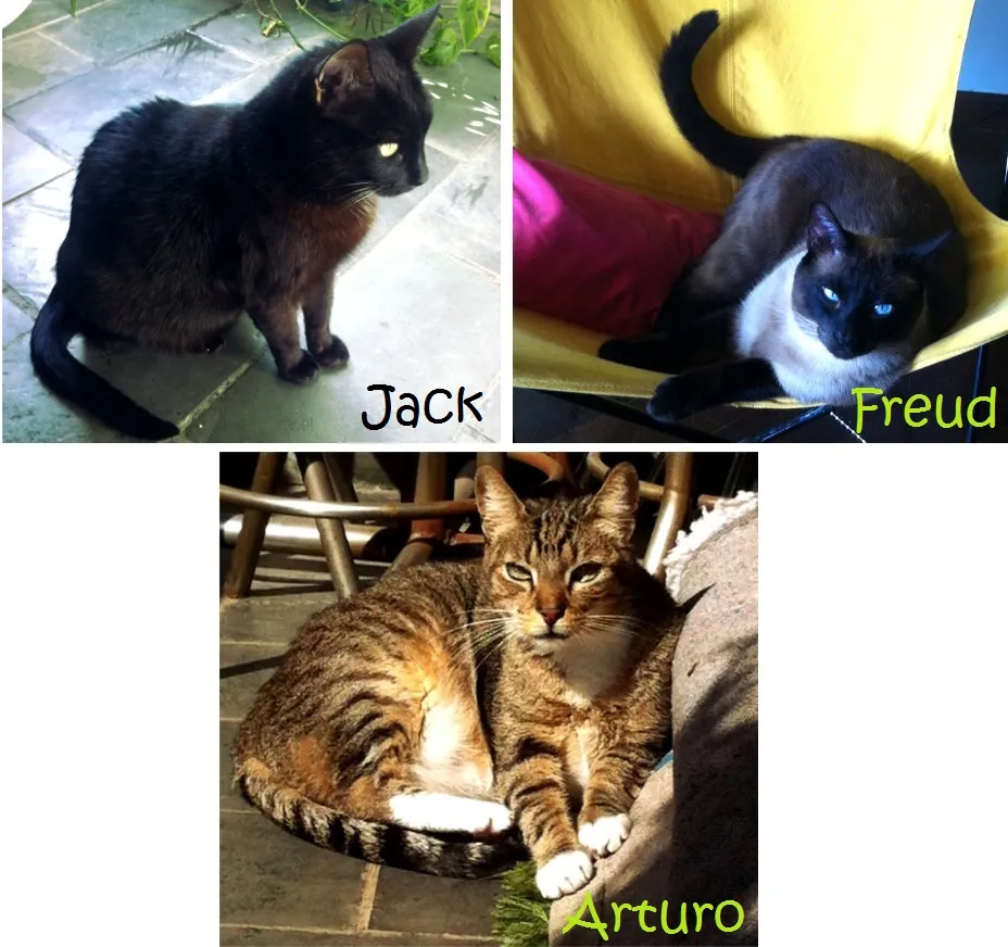 Freud, Arturo e Jack, gatinhos de Andrea