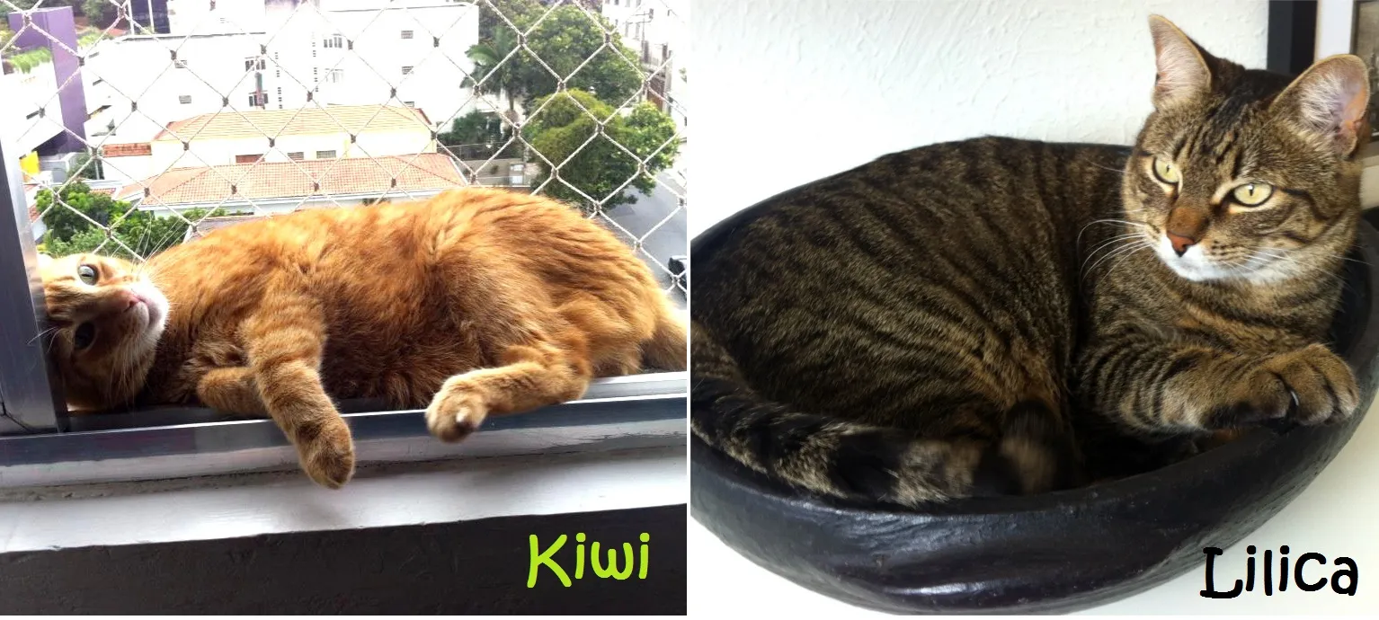 Kiwi e Lilica, gatinhos de Sandra