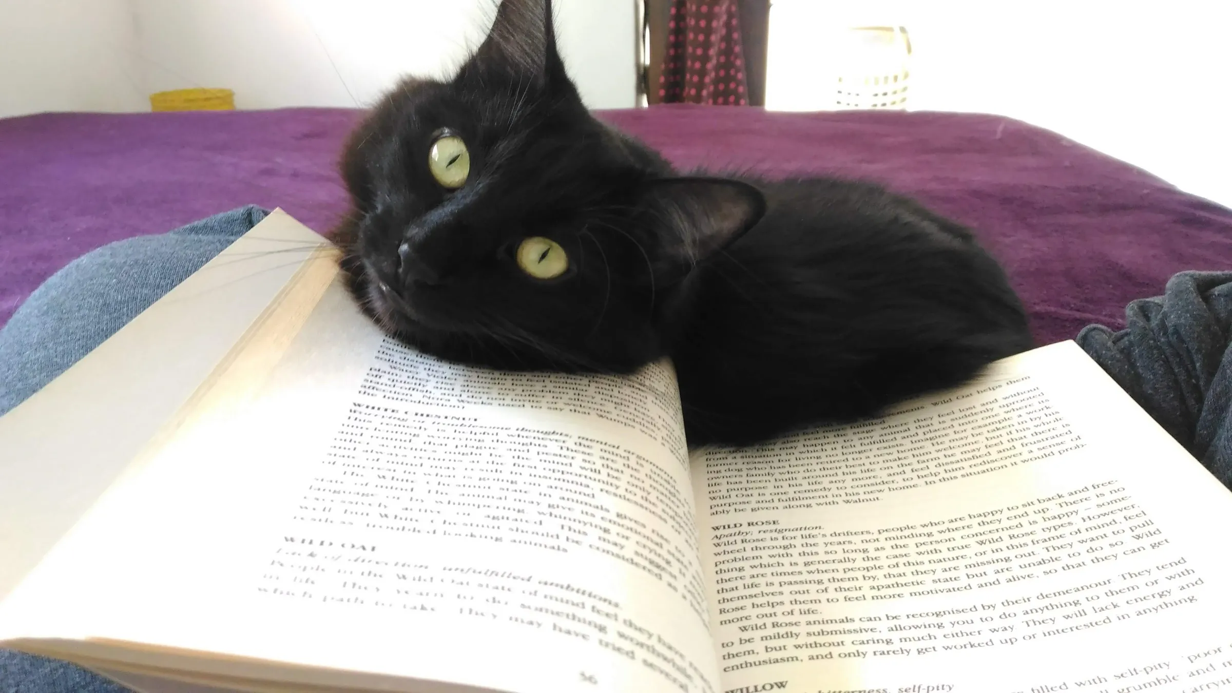 Gato preto deitado sobre um livro aberto