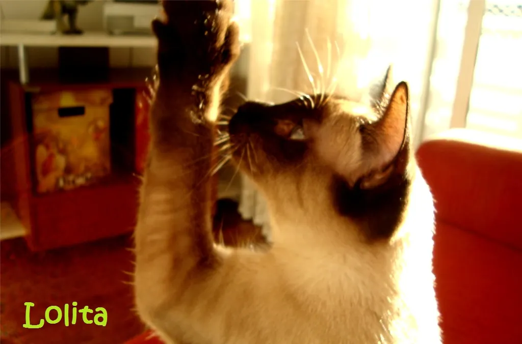 Lolita, gatinha de Luciana