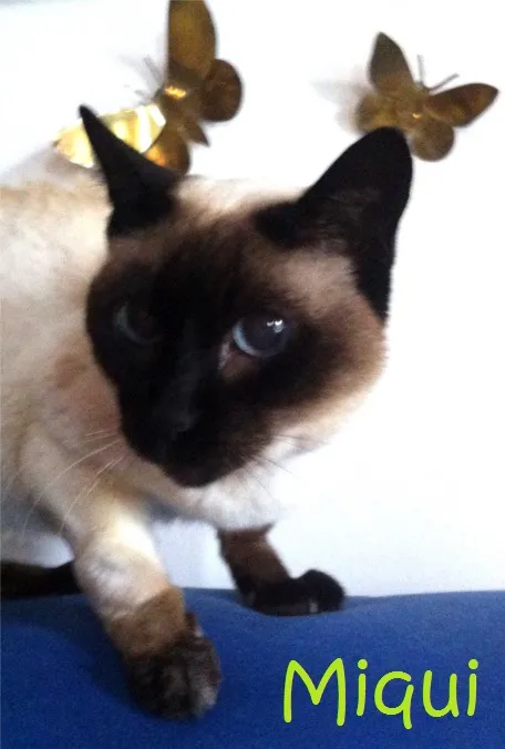 Maria Miquelina (Miqui), gatinha de Luiza e Robson