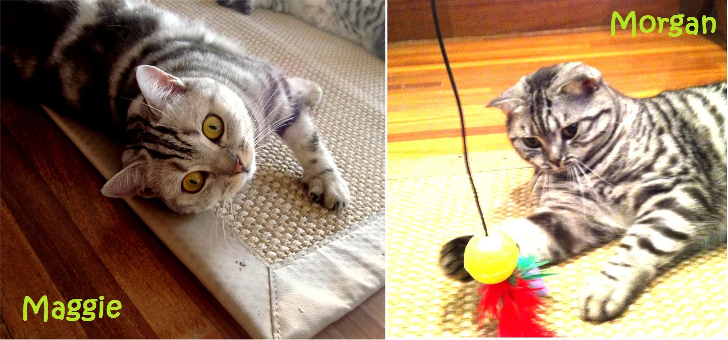Morgan e Maggie, gatinhos de Amanda e Thiago