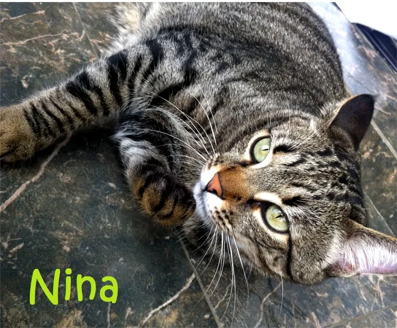 Nina, gatinha de Chádia
