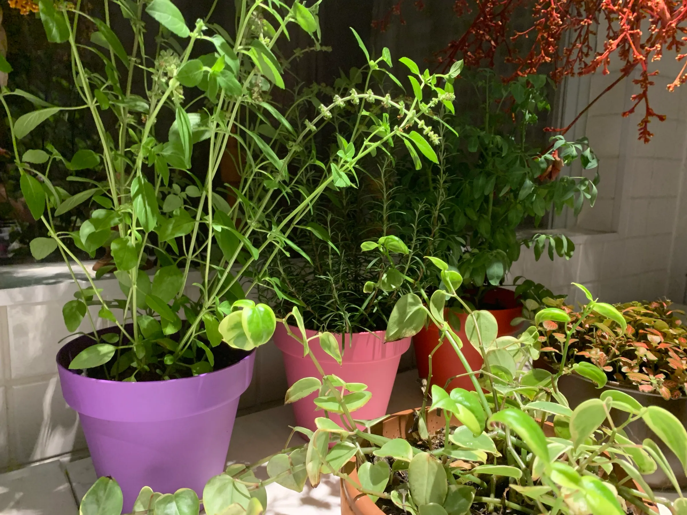 Vasos de plantas verdes na janela de um apartamento