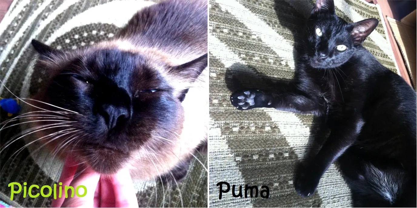 Puma e Picolino, gatinhos de Adriana
