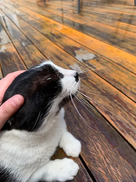 Gato preto e branco recebendo carinho no rosto