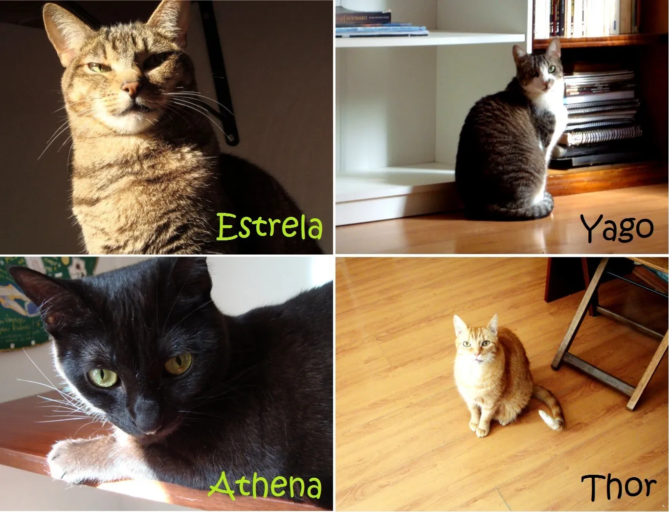 Thor, Estrelinha, Athena e Yago, gatinhos de Adriana e Alexandre