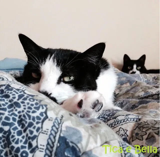 Tica e Bella, gatinhas de Muriel
