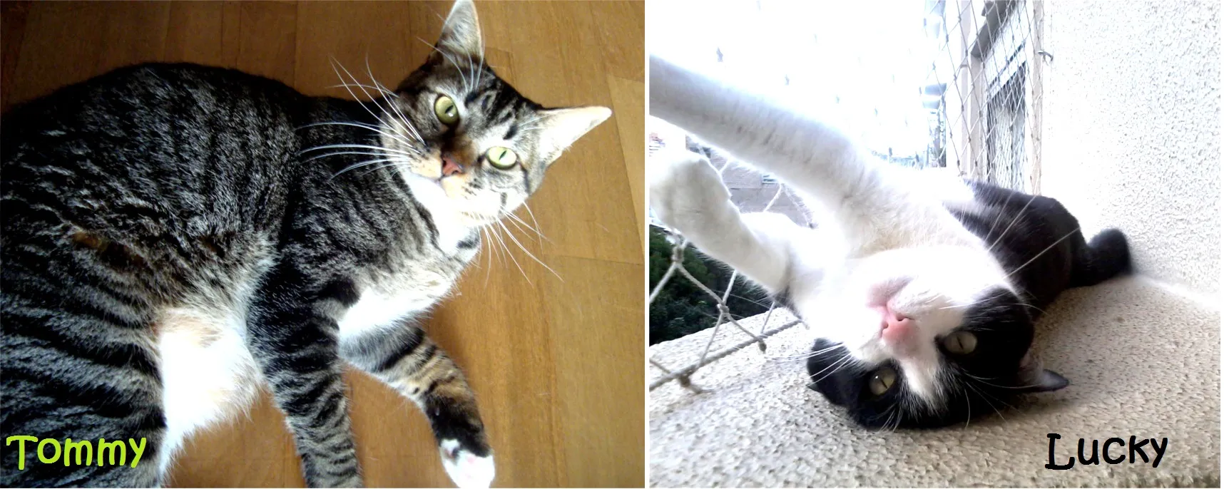 Tommy e Lucky, gatinhos de Cornelia
