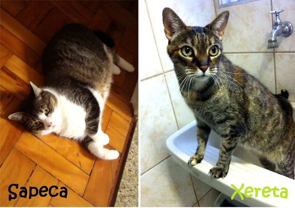 Xereta e Sapeca, gatinhas de Ana Paula